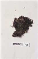 Cladopodiella fluitans Collection Image, Figure 2, Total 4 Figures